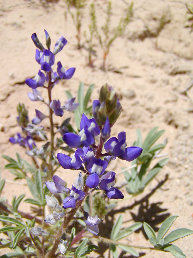 Lupinus caudatus