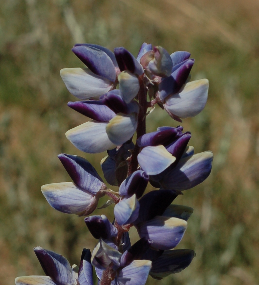Lupinus plattensis