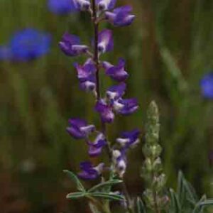 Lupinus sericeus