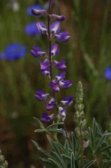 Lupinus sericeus