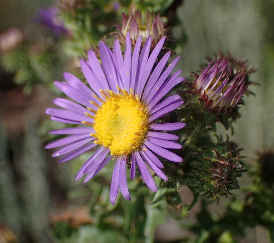 Machaeranthera bigelovii