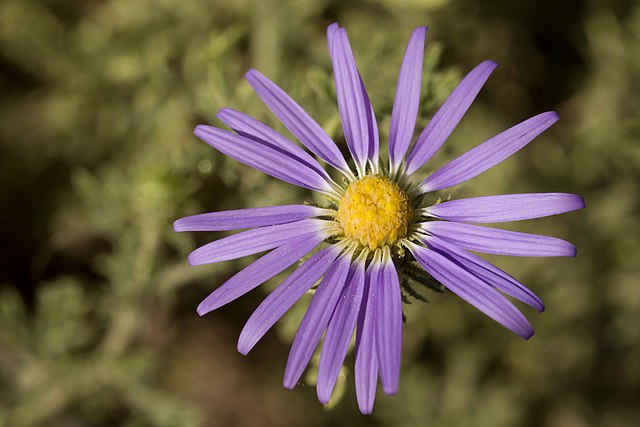 Machaeranthera tanacetifolia
