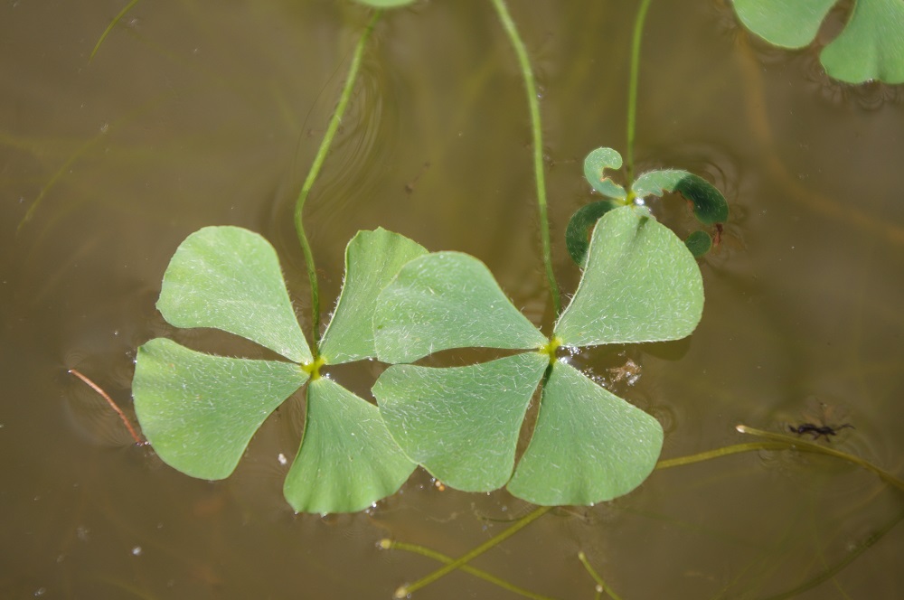 Marsilea vestita