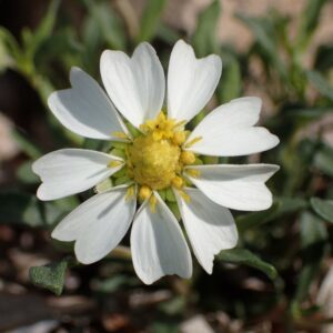 Melampodium leucanthum