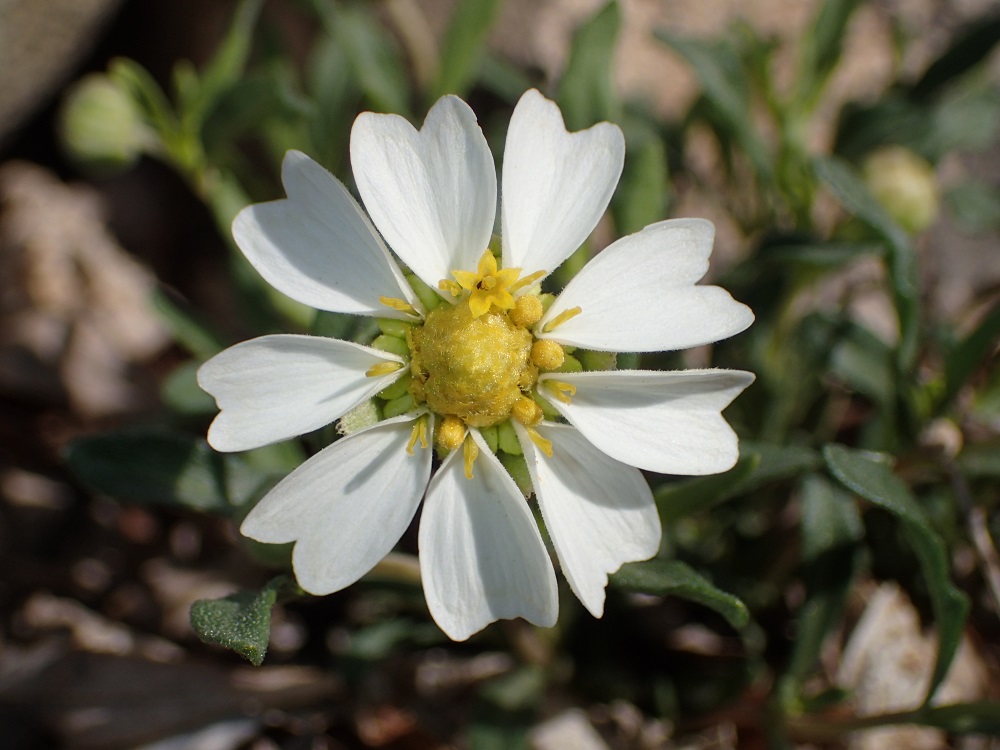 Melampodium leucanthum