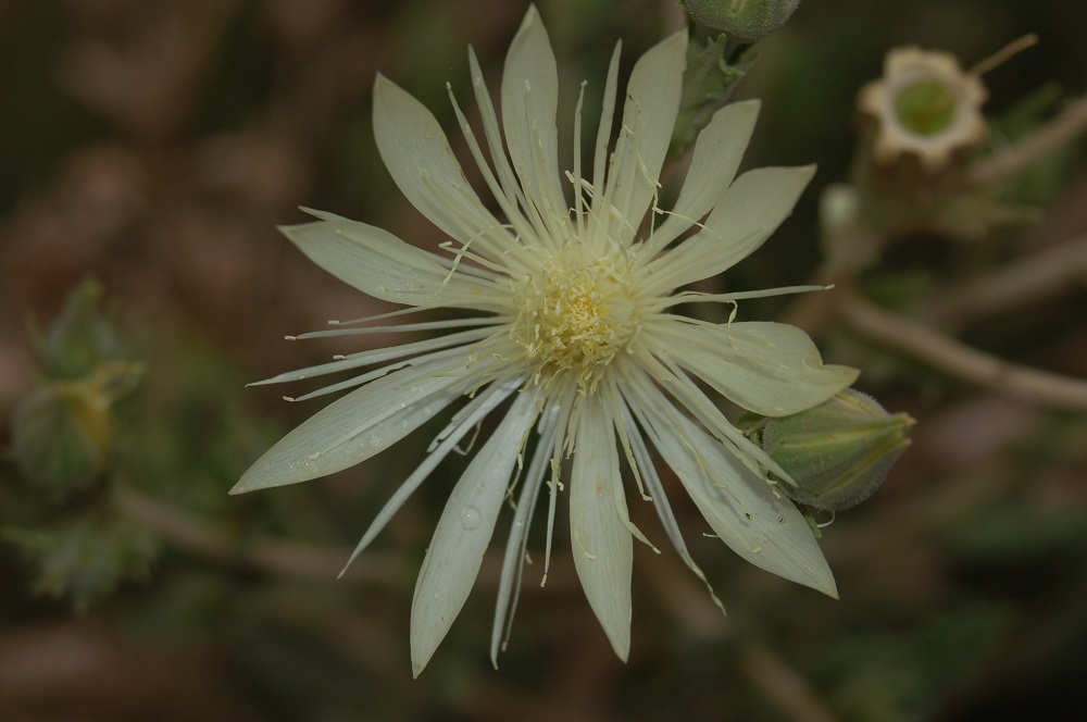 Mentzelia decapetala