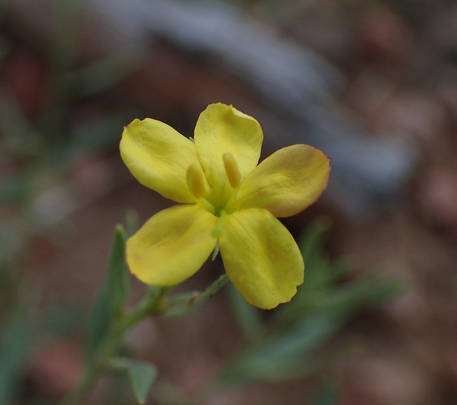 Menodora scabra