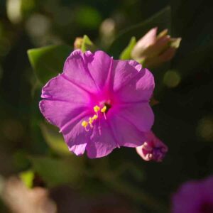 Mirabilis multiflora