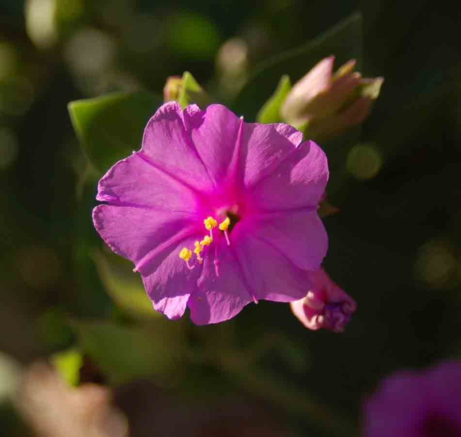Mirabilis multiflora