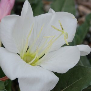 Oenothera caespitosa