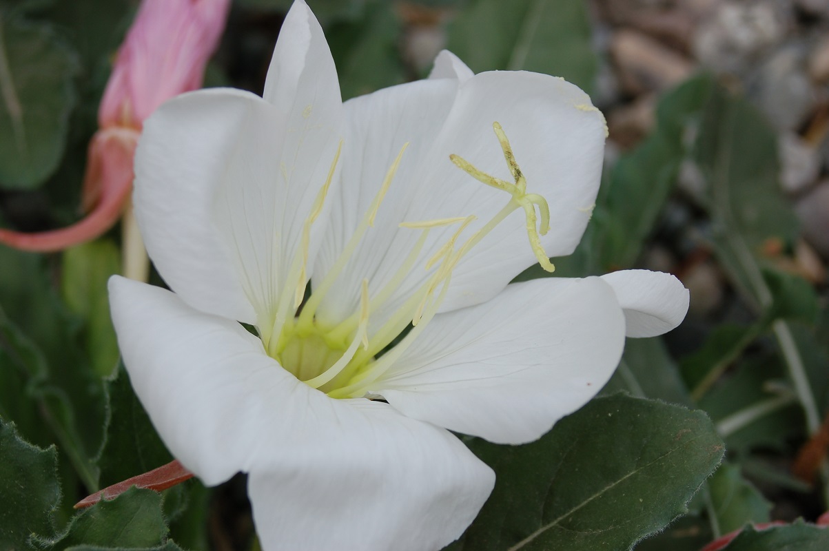 Oenothera caespitosa