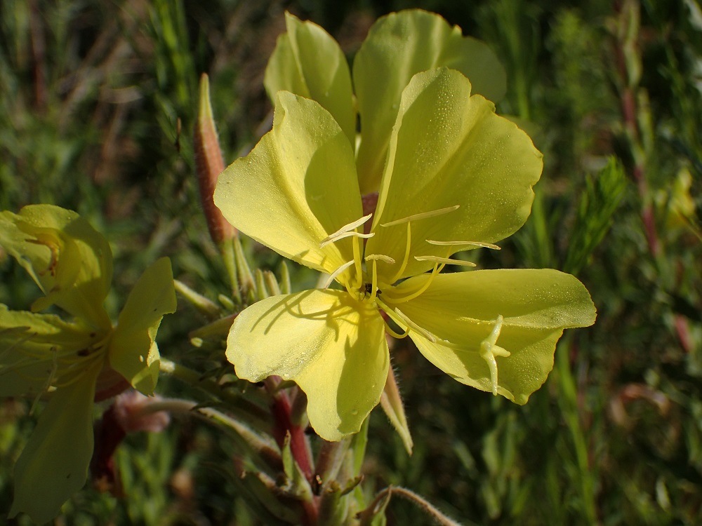 Oenothera elata