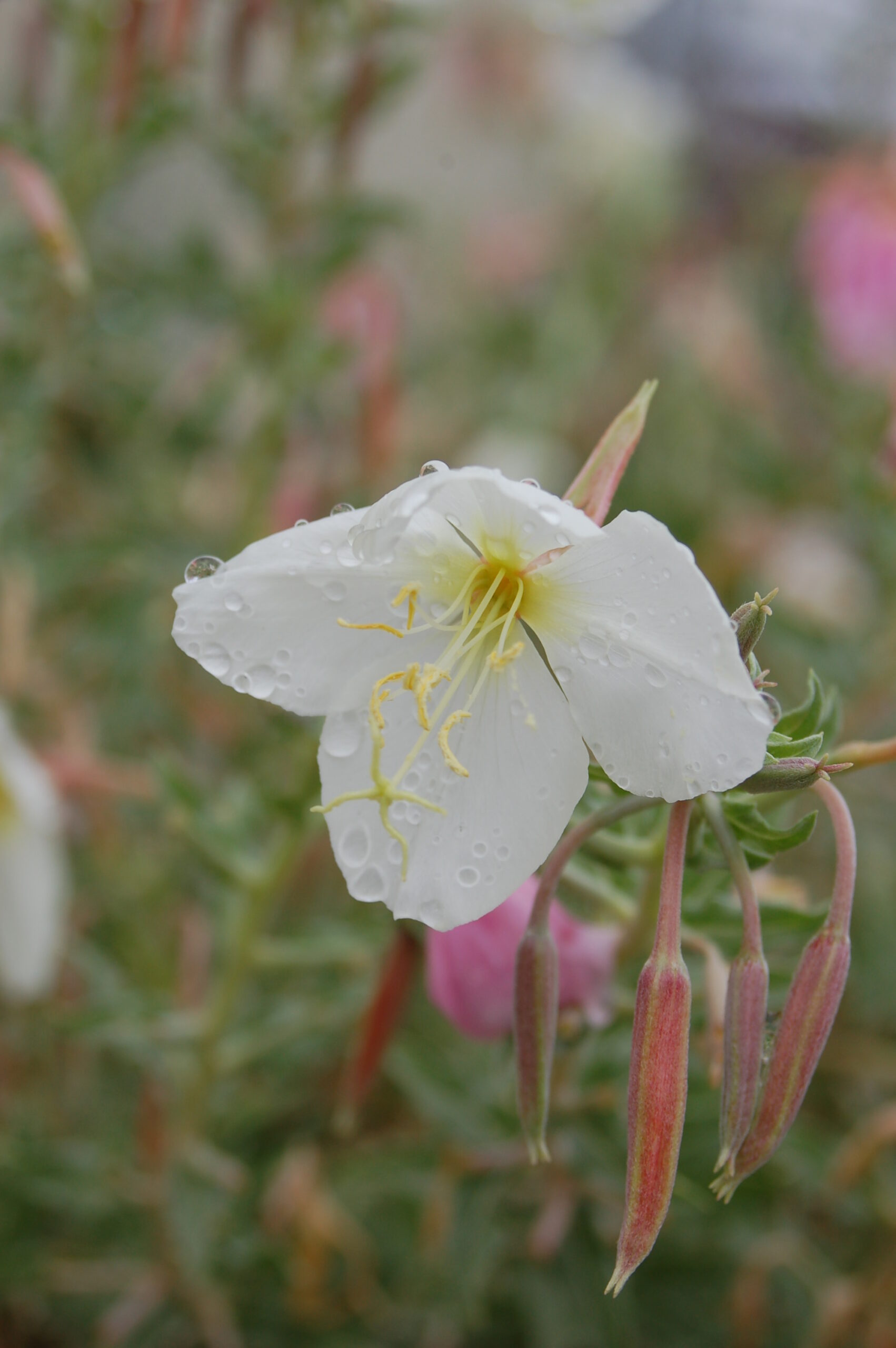 Oenothera pallida