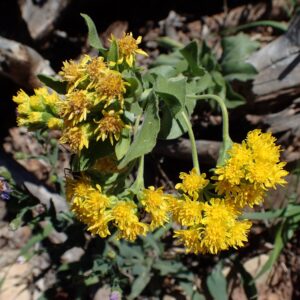 Oligoneuron rigidum