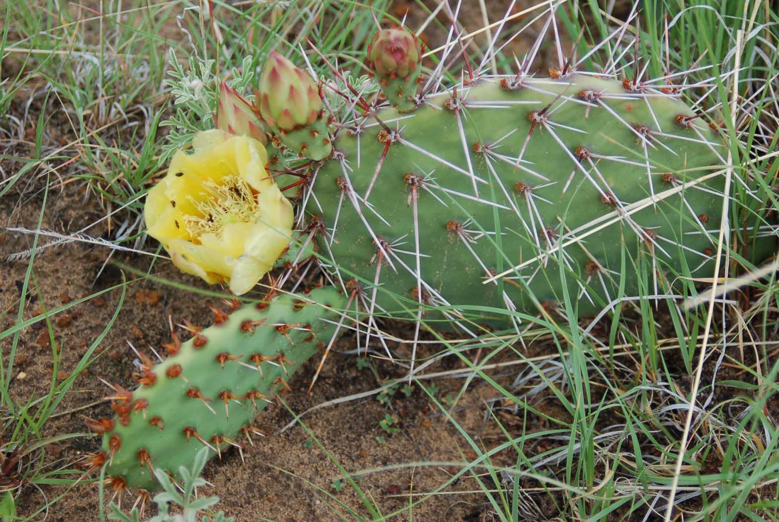 Opuntia macrorhiza