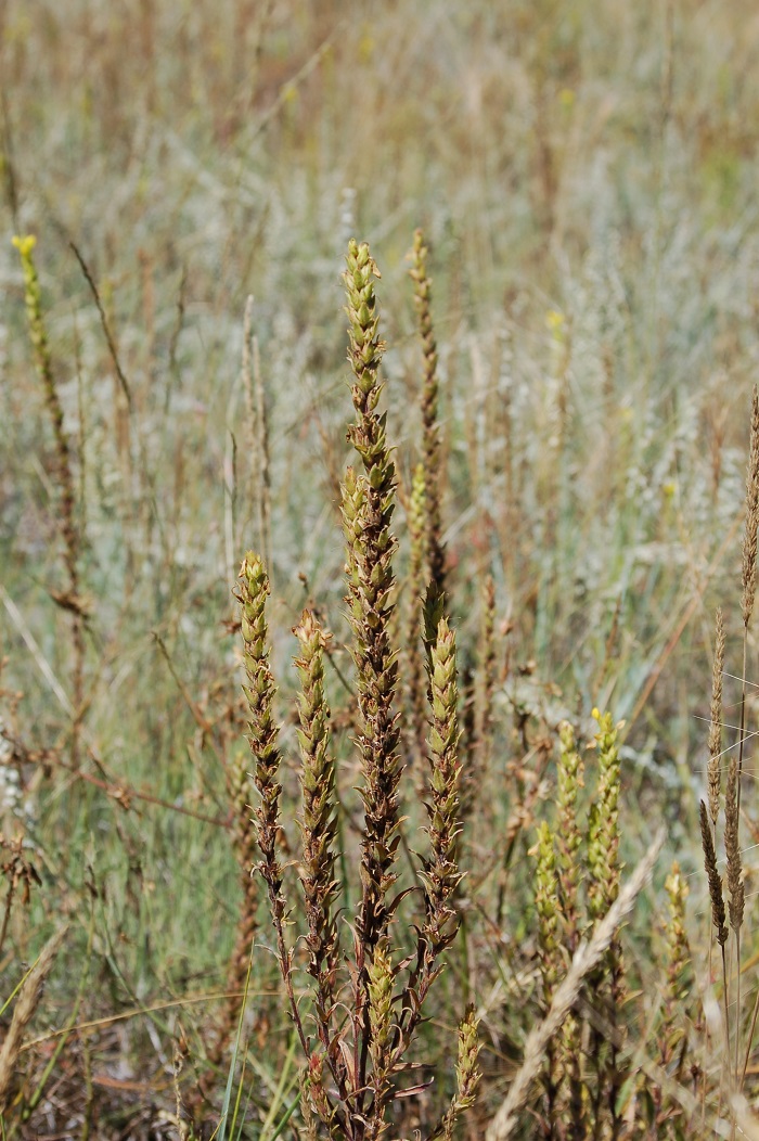 Orthocarpus luteus