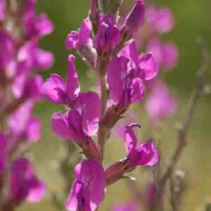 Oxytropis lambertii