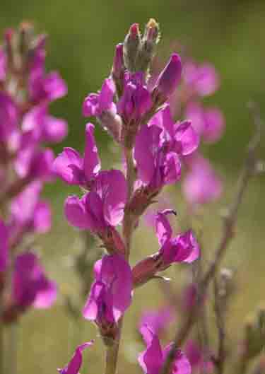 Oxytropis lambertii