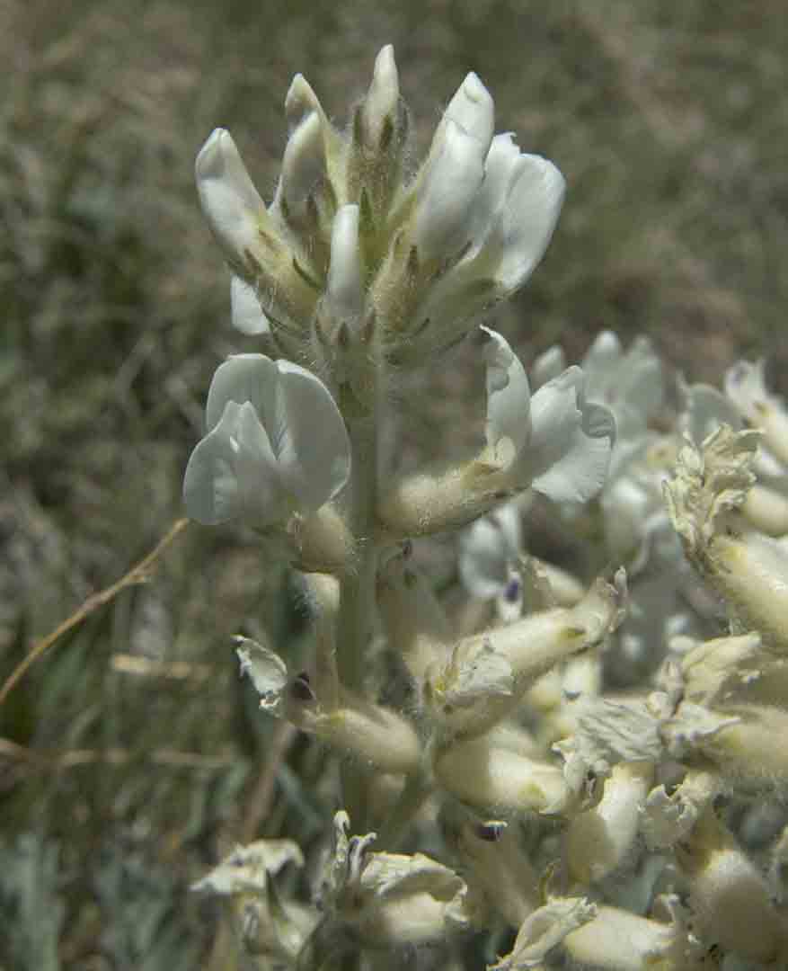 Oxytropis sericea