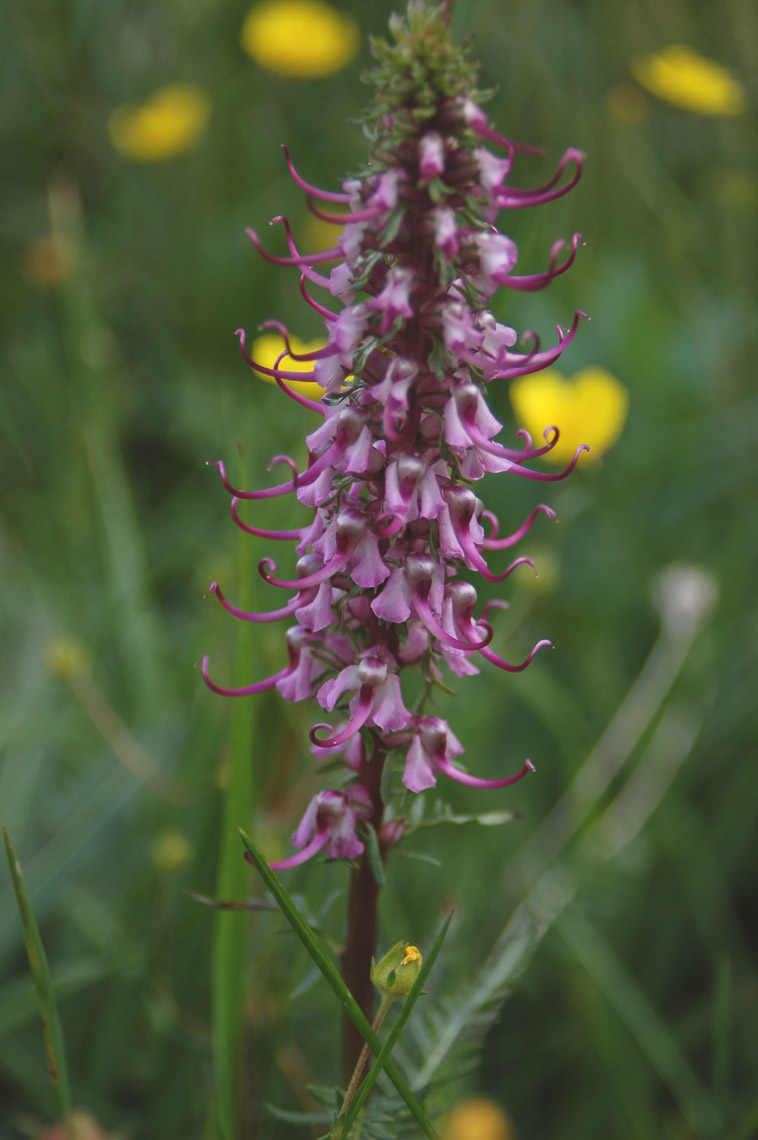 Pedicularis groenlandica