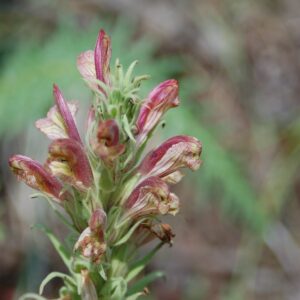 Pedicularis procera