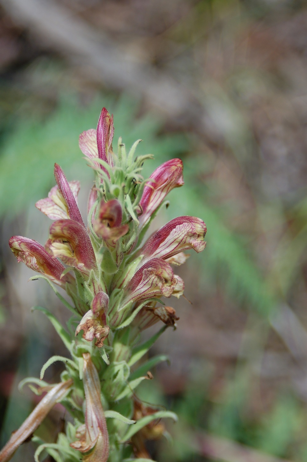 Pedicularis procera