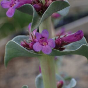 Penstemon acuminatus