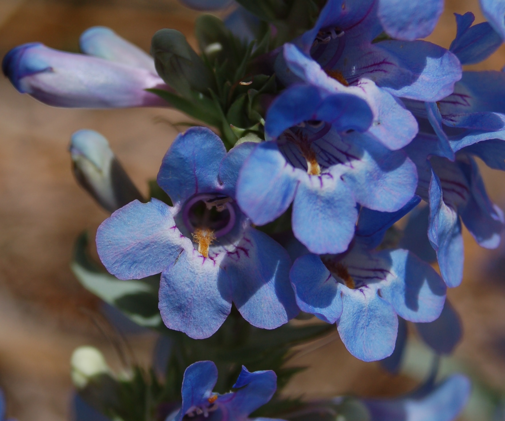 Penstemon angustifolius