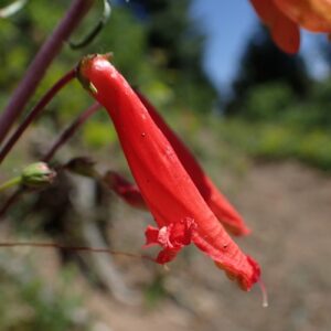 Penstemon barbatus
