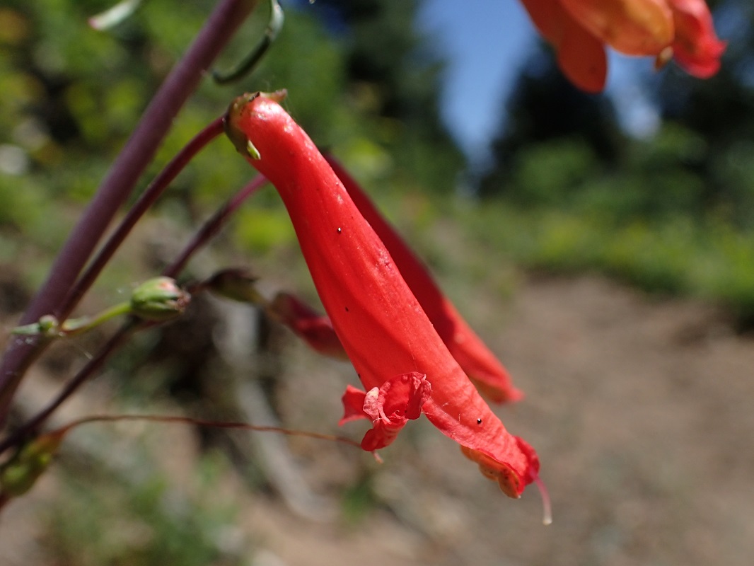 Penstemon barbatus