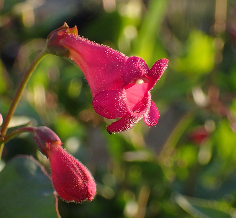 Penstemon clutei