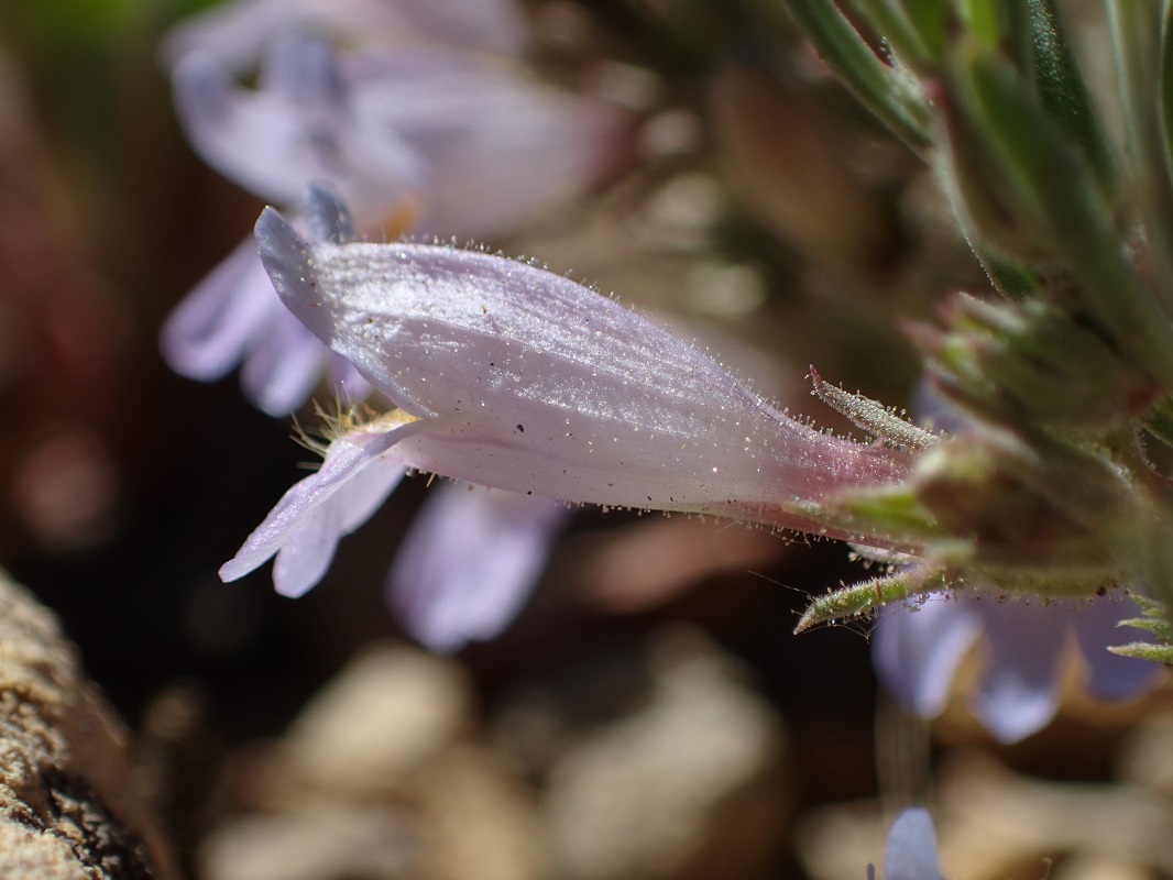 Penstemon crandallii