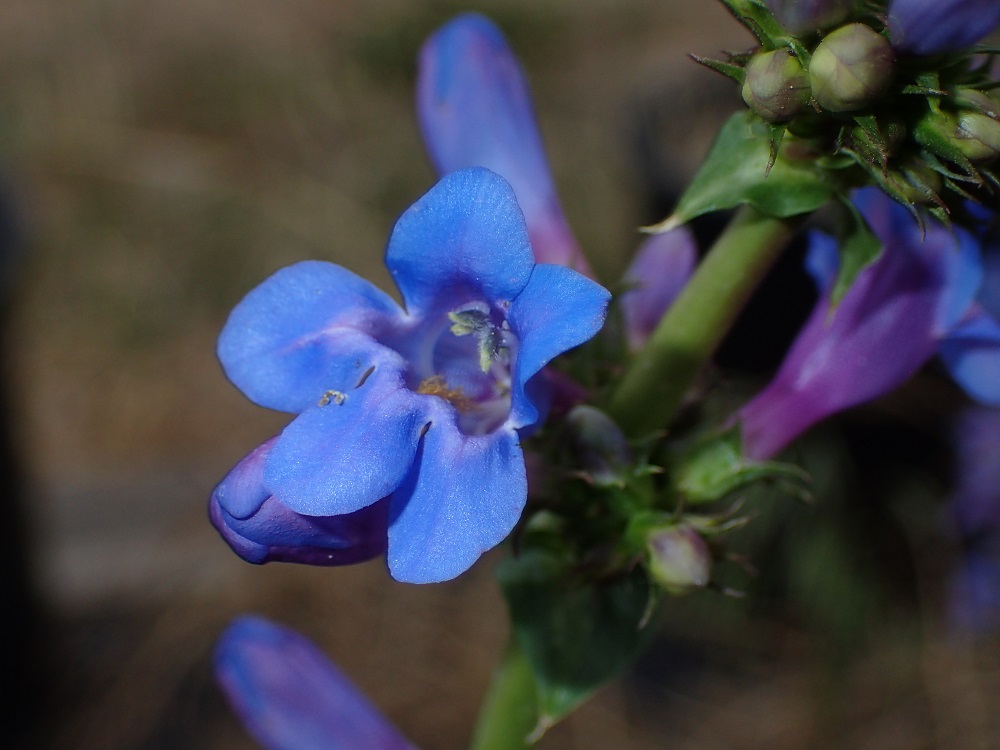 Penstemon cyananthus