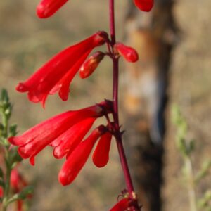 Penstemon eatonii