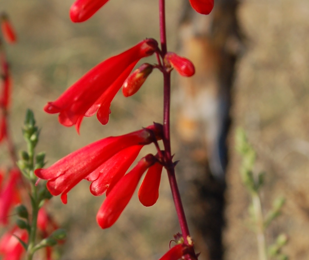 Penstemon eatonii