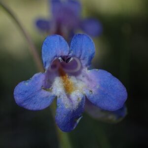 Penstemon griffinii
