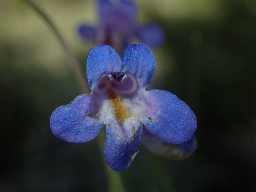 Penstemon griffinii