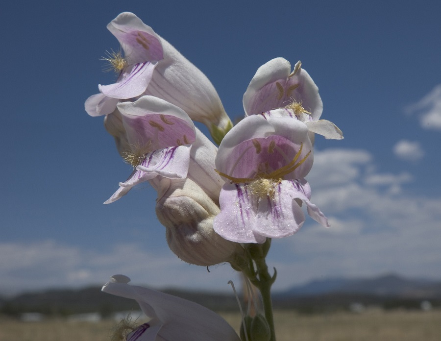 Penstemon palmeri