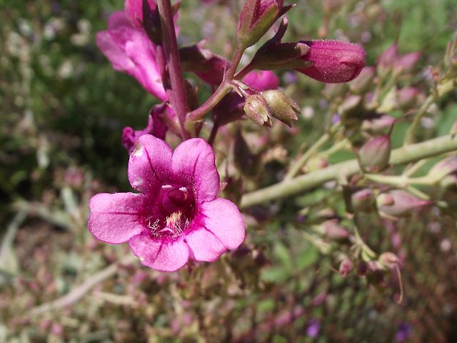 Penstemon parryi