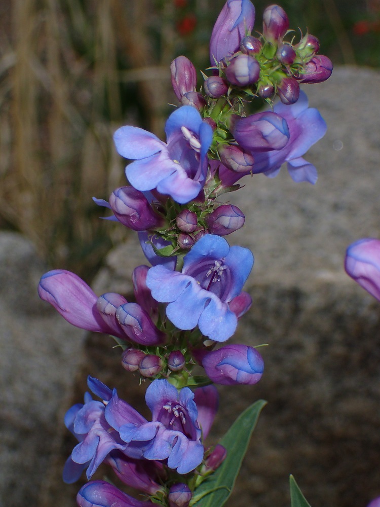 Penstemon payettensis