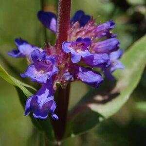 Penstemon rydbergii