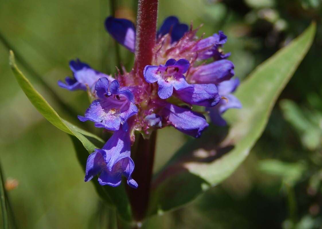 Penstemon rydbergii