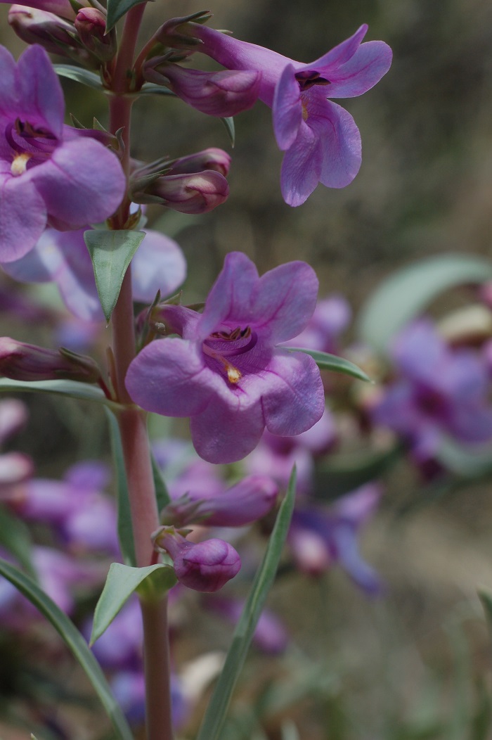Penstemon secundiflorus