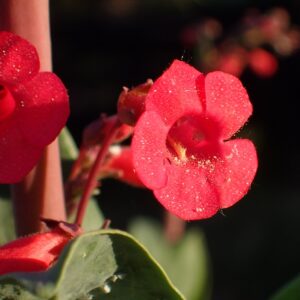 Penstemon superbus