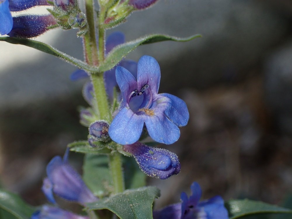 Penstemon virens