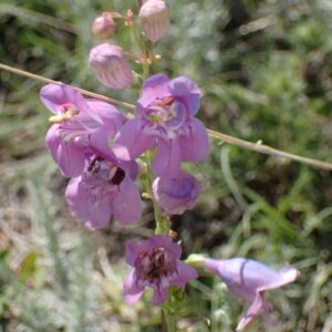 Penstemon virgatus