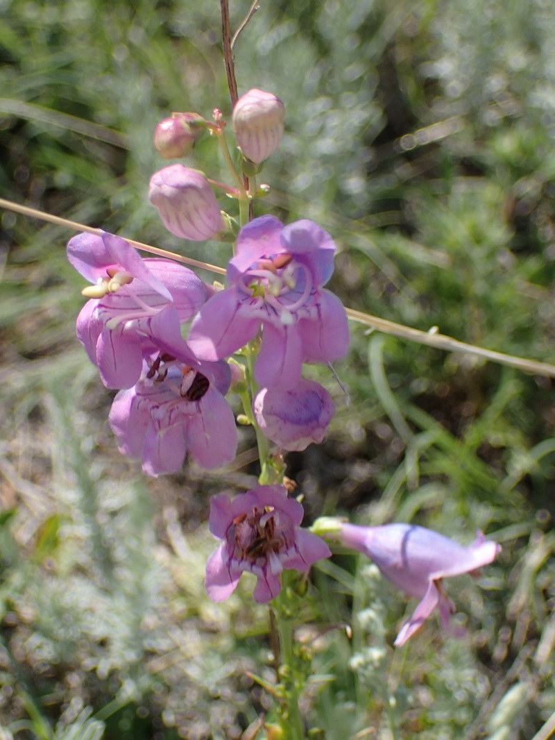 Penstemon virgatus