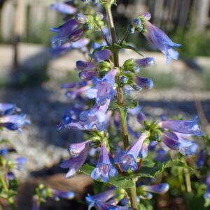 Penstemon wilcoxii