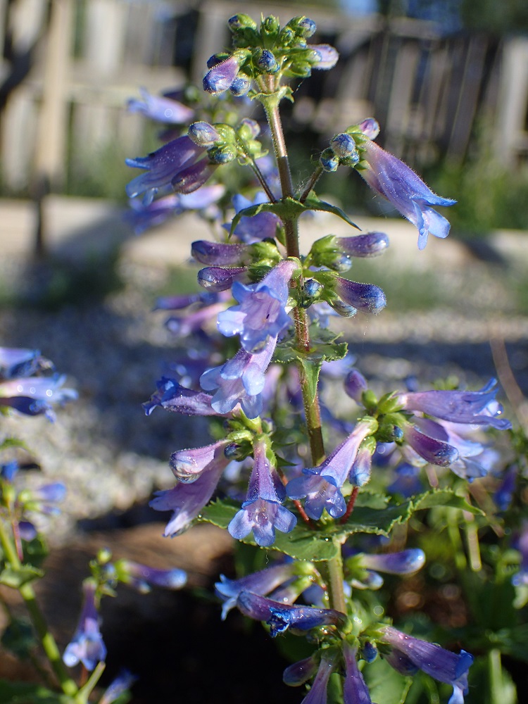 Penstemon wilcoxii