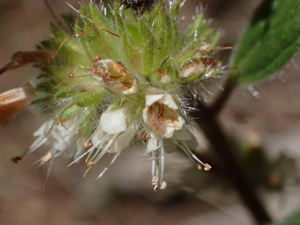 Phacelia heterophylla